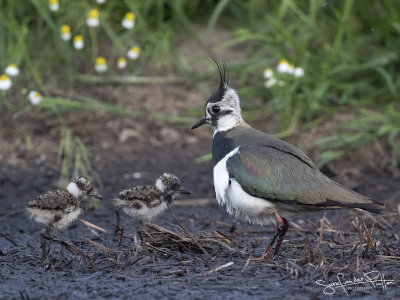 Kievit; Northern Lapwing