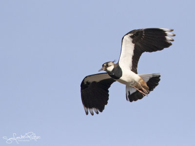 Kievit; Northern Lapwing