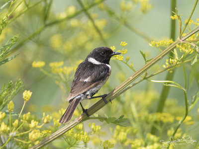 Roodborsttapuit; European Stonechat