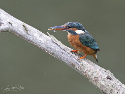 IJsvogel; Common Kingfisher