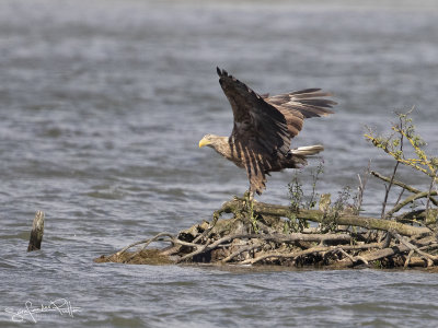 Zeearend; White Tailed Eagle