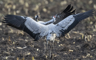 Kraanvogel; common Crane