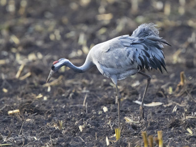 Kraanvogel; common Crane