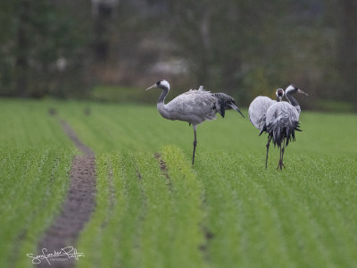 Kraanvogel; common Crane
