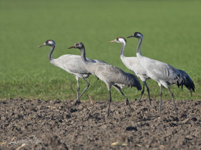 Kraanvogel; common Crane