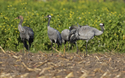 Kraanvogel; common Crane