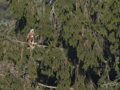RodeWouw; Red Kite