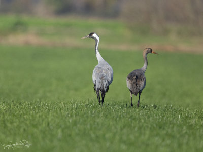 Kraanvogel; common Crane