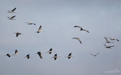 Kraanvogel; common Crane