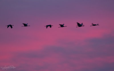 Kraanvogel; common Crane