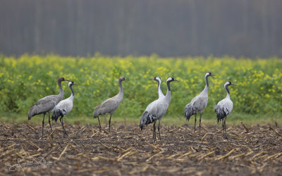 Kraanvogel; common Crane