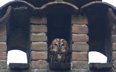 Bosuil; Tawny Owl