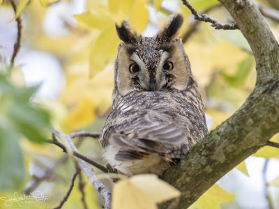 Ransuil;  Long-eared Owl