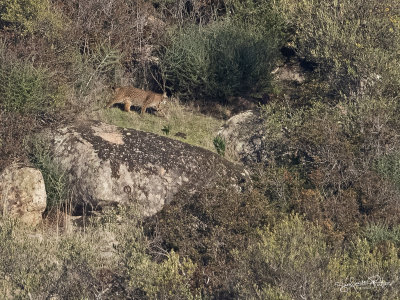 Pardelllynx; Iberian Lynx