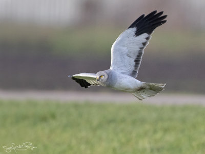 Blauwe Kiekendief; Hen Harrier