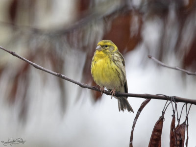 Europese Kanarie; European Serin