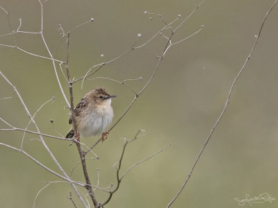 Graszanger; Zitting Cisticola