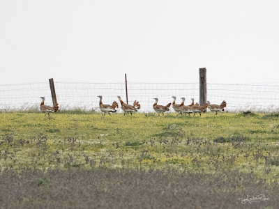 Grote Trap; Great Bustard