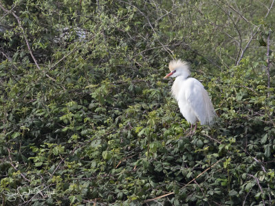 Koereiger; Western Cattle Egret