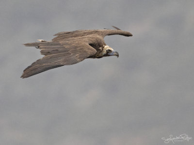 Monniksgier; Cinereous Vulture