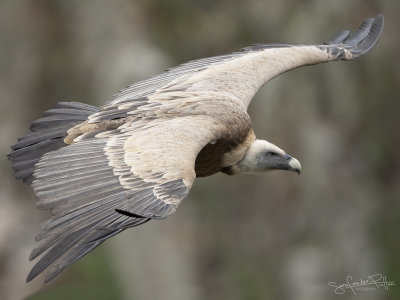 Vale Gier; Griffon Vulture