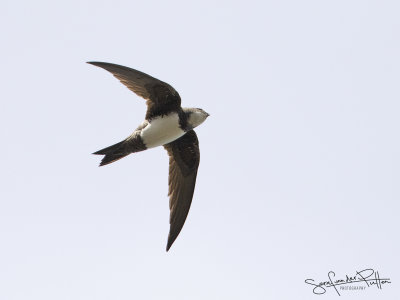 Alpengierzwaluw; Alpine Swift