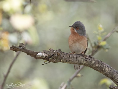 Westelijke Baardgrasmus; Western Subalpine Warbler