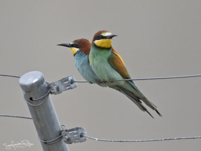 Bijeneter; European Bee-eater