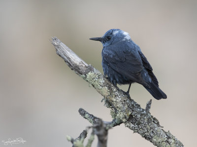 Blauwe Rotslijster; Blue Rock Thrush