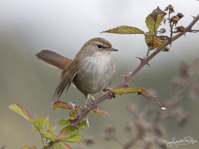 Cetti Zanger; Cetti's Warbler