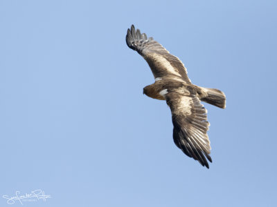 Dwergarend; Booted Eagle