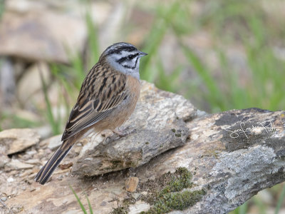 Grijze Gors, Rock Bunting