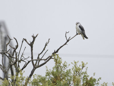 Grijze Wouw; Black-winged Kite