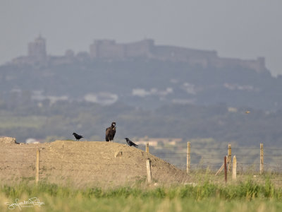 Monniksgier; Cinereous Vulture and Raven