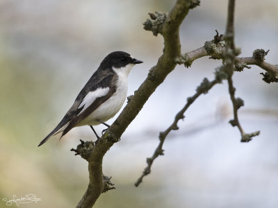 Bonte Vliegenvanger; European Pied Flycatcher