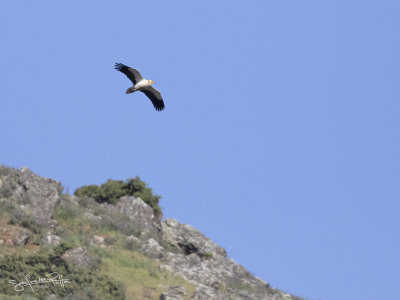 Aasgier; Egyptian Vulture