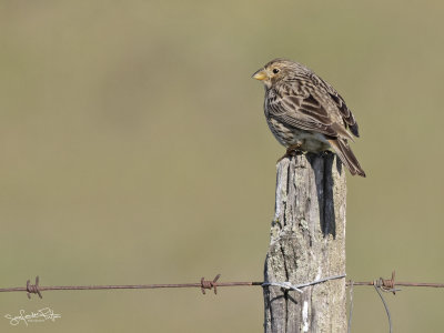 Grauwe Gors; Com Bunting