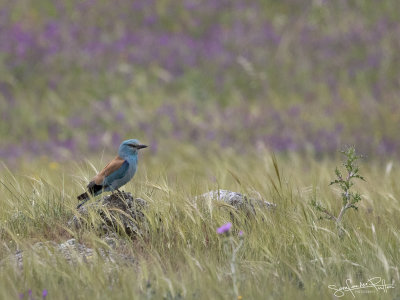 Scharrelaar; European Roller