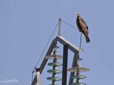 Zwarte Wouw; Black Kite