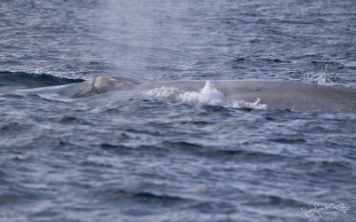 Blauwe Vinvis; Blue Whale