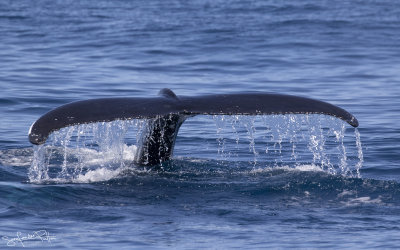 Bultrug; Humpback Whale