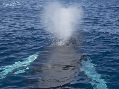 Bultrug; Humpback Whale