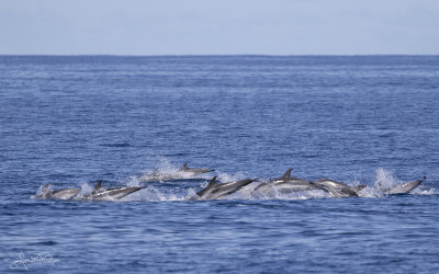 Gestreepte Dolfijn; Striped Dolphin