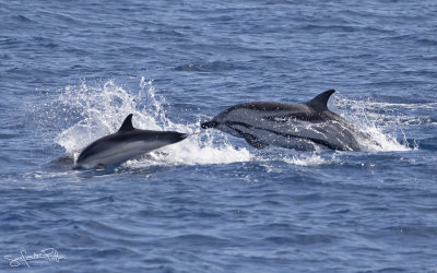 Gestreepte Dolfijn; Striped Dolphin