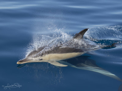 Gewone Dolfijn; Short beaked Common Dolphin