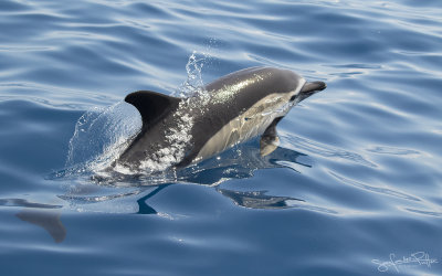 Gewone Dolfijn; Short beaked Common Dolphin