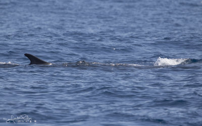 Gewone Vinvis; Fin Whale