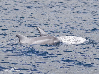Gramper; Rissos Dolphin