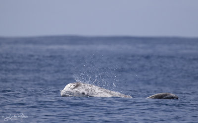 Gramper; Risso's Dolphin