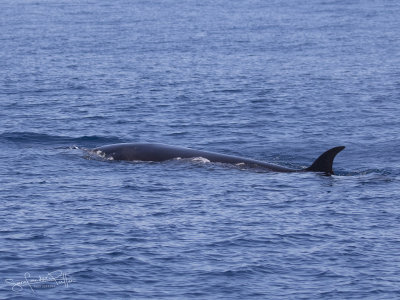 Noorse Vinvis; Sei Whale